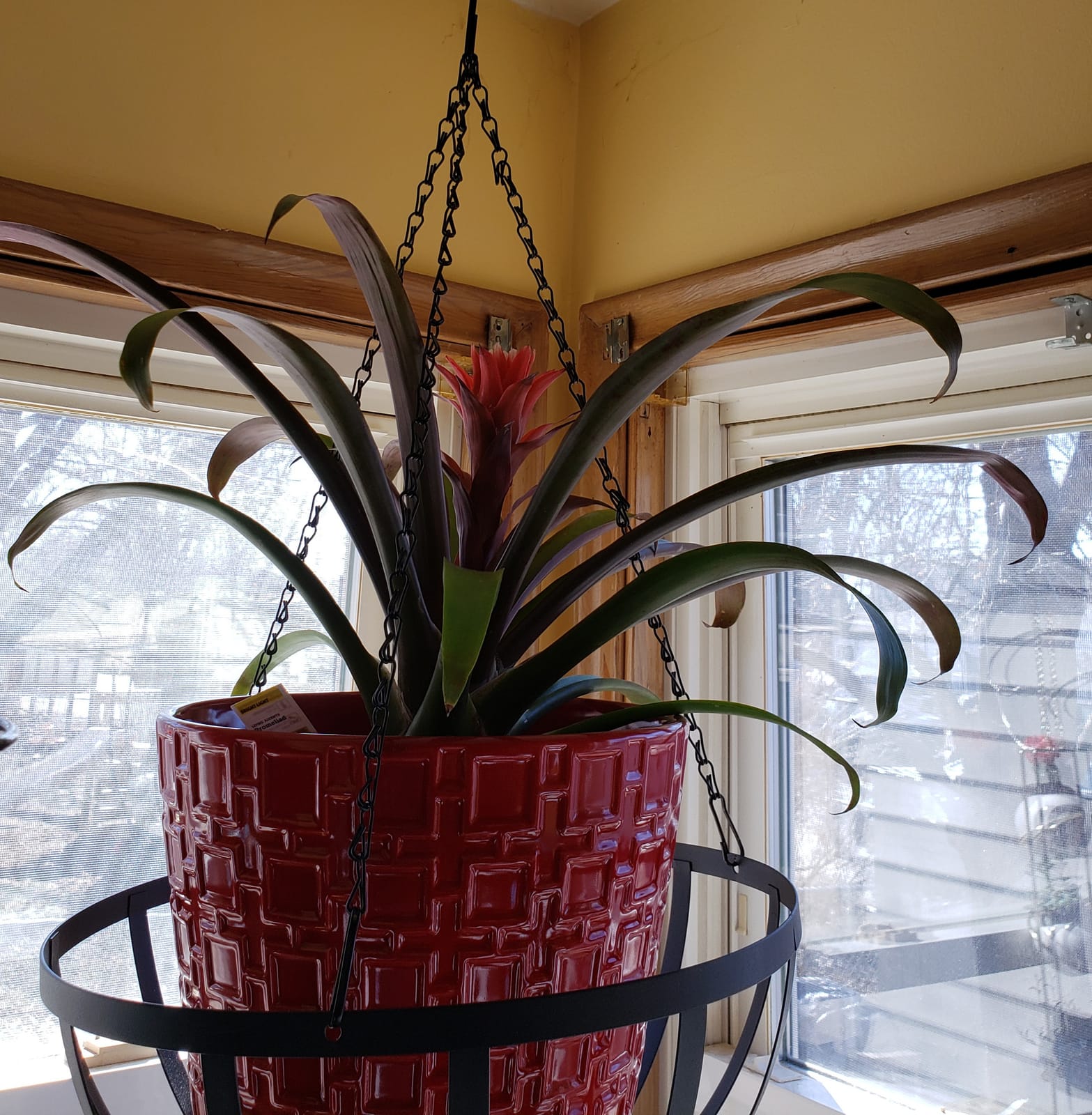 How Not to Kill Your Houseplant New Edition: Survival Tips for the Horticulturally Challenged customer photo 2