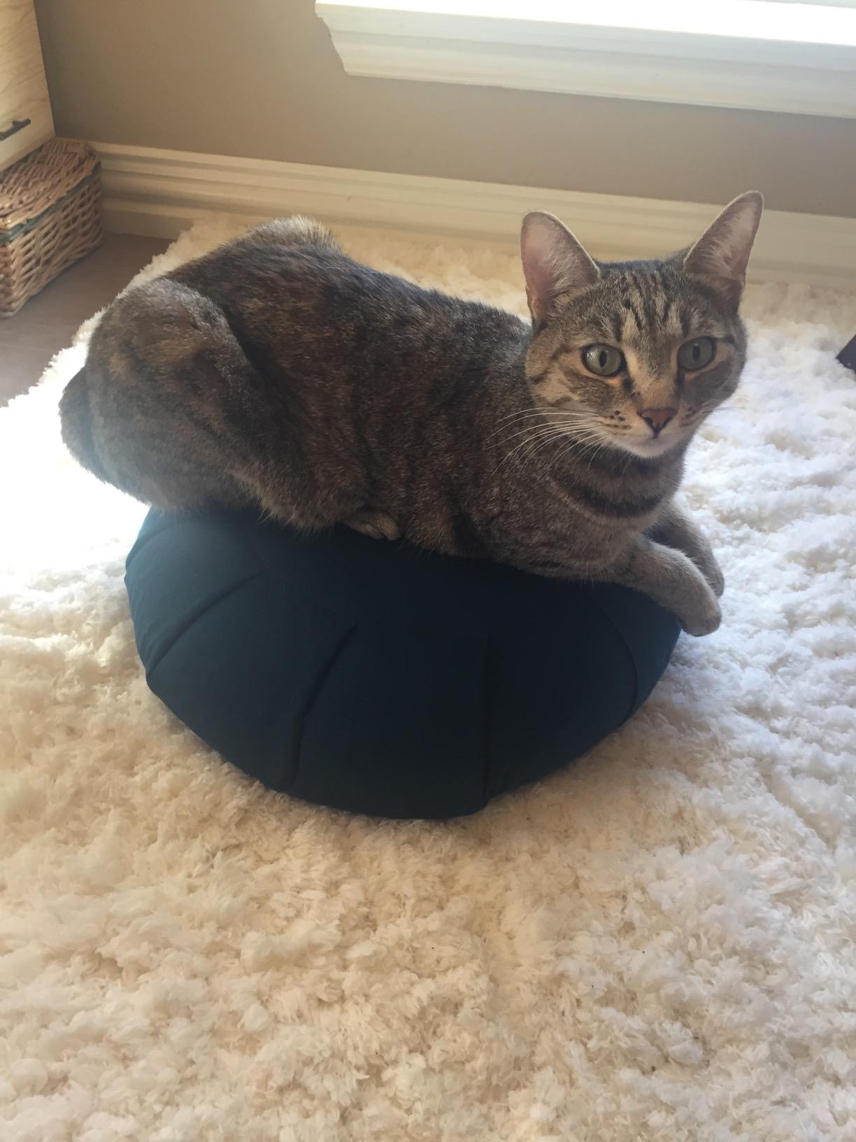 Meditation Cushion, Round, Buckwheat Husk Filled, Floor Pillow or Cushions, Yoga Seat, Zafu, Made in the USA customer photo 1