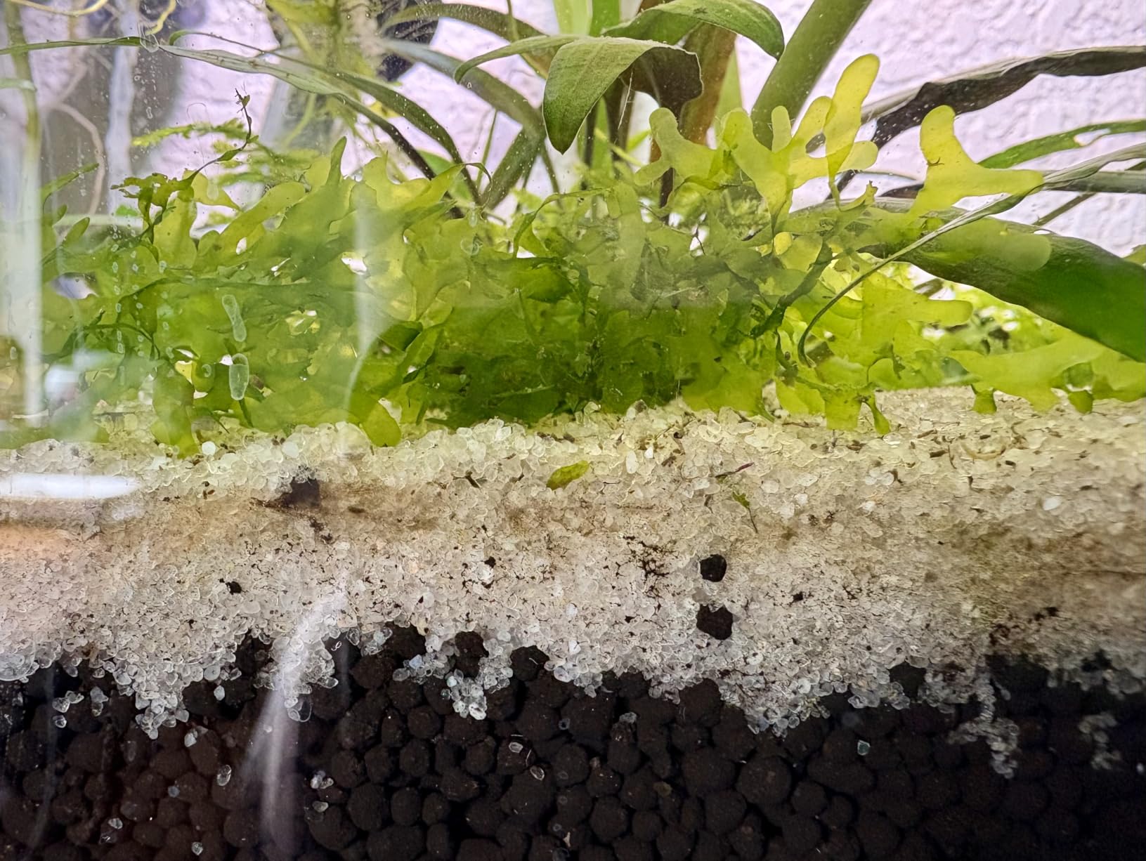 Fluval 12694 Plant and Shrimp Stratum for Freshwater Fish Tanks, 8.8 lbs. customer photo 2