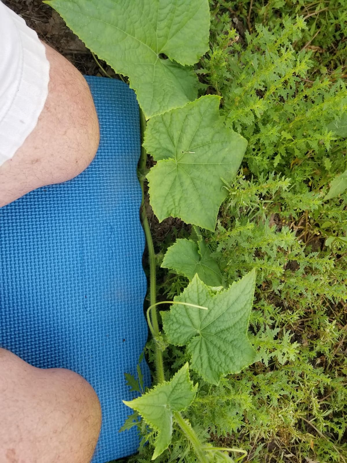 Thick Kneeling Pad, Garden Kneeler for Gardening, Bath Kneeler for Baby Bath, Kneeling Mat for Exercise & Yoga, Knee Pad for Work, Floor Foam Pad, Extra Large (XL) 18 x 11 x 1.5 Inches, Blue customer photo 1