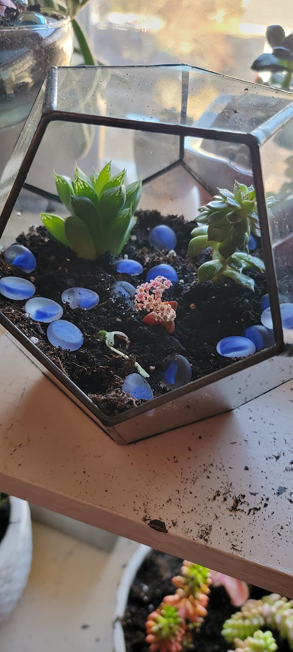 NCYP Small No Door Silver Glass Geometric Terrarium for Succulents Air Plants, 6.8 x 6.8 x 5.9 Inches, Indoor Home Garden Planter Pot, Tabletop Decor, Handmade (Only Terrarium) customer photo 2