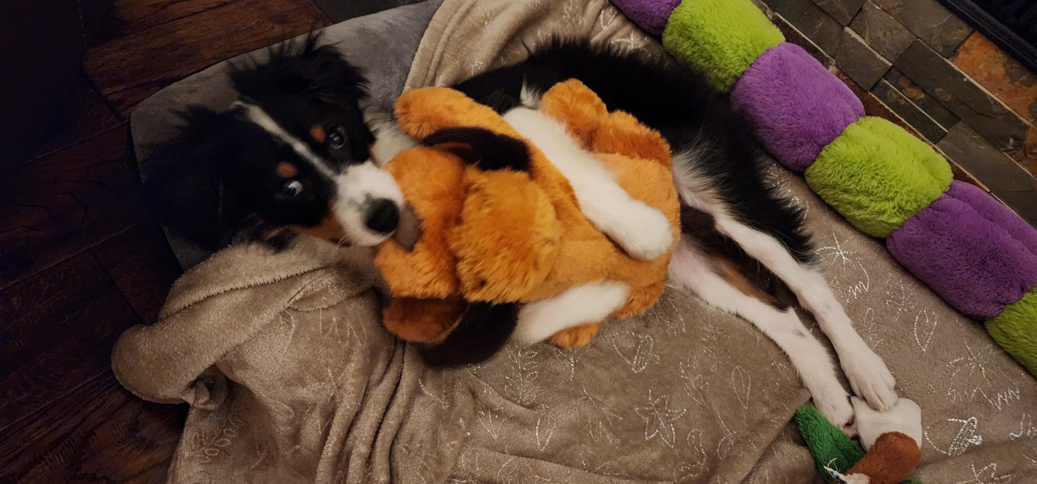 Snuggle Puppy Heartbeat Toy, Calming Comfort, Medium Breeds - Biscuit | Calming heartbeat toy, crate training comfort, heat pack, new puppy essentials, first nights, sleep, medium breeds 25-70 lbs customer photo 2