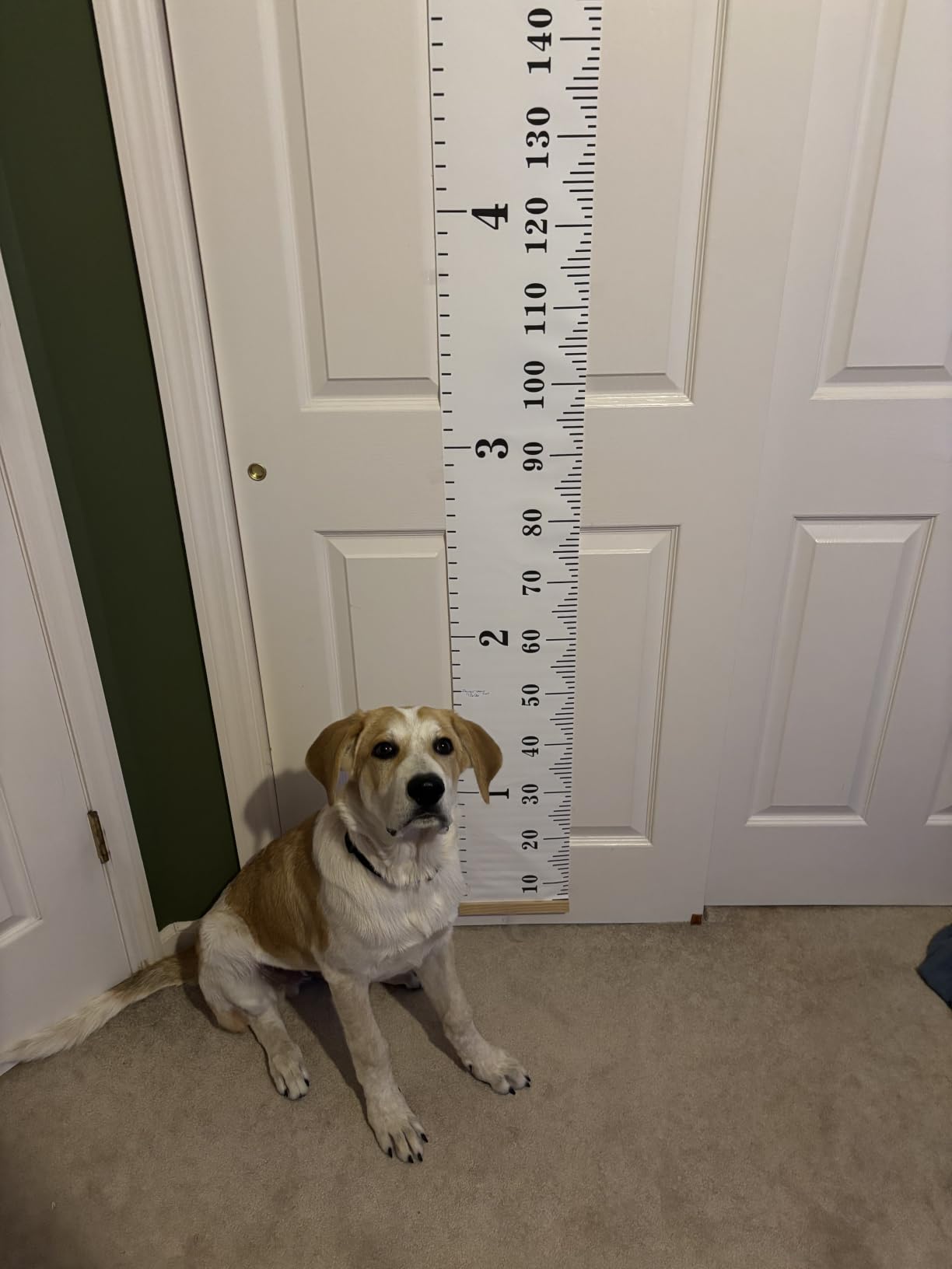 MIBOTE Growth Height Chart for Kids, Removable 79
