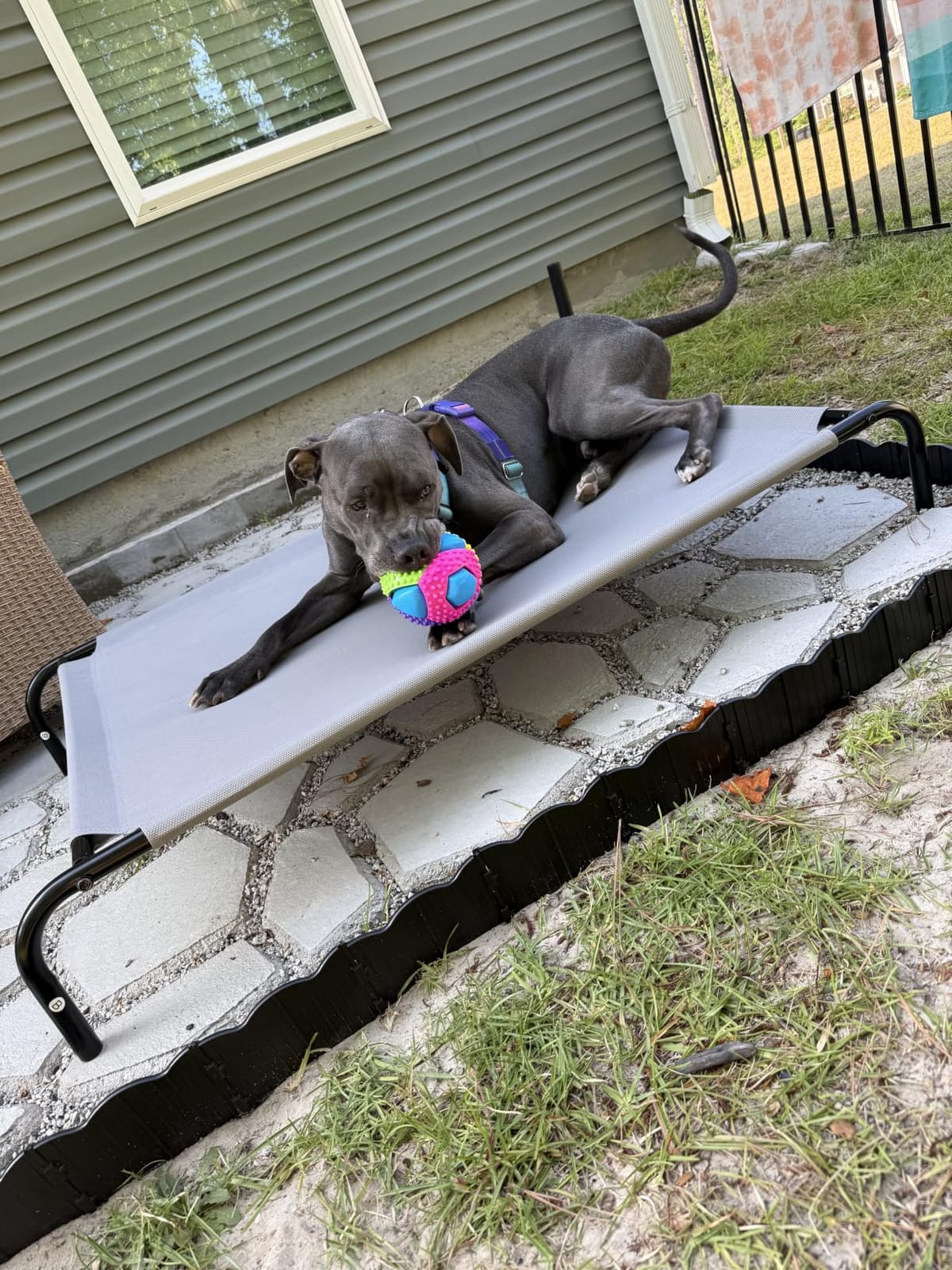 Amazon Basics Cooling Breathable Elevated Dog Bed with Metal Frame for Large Dogs, 51