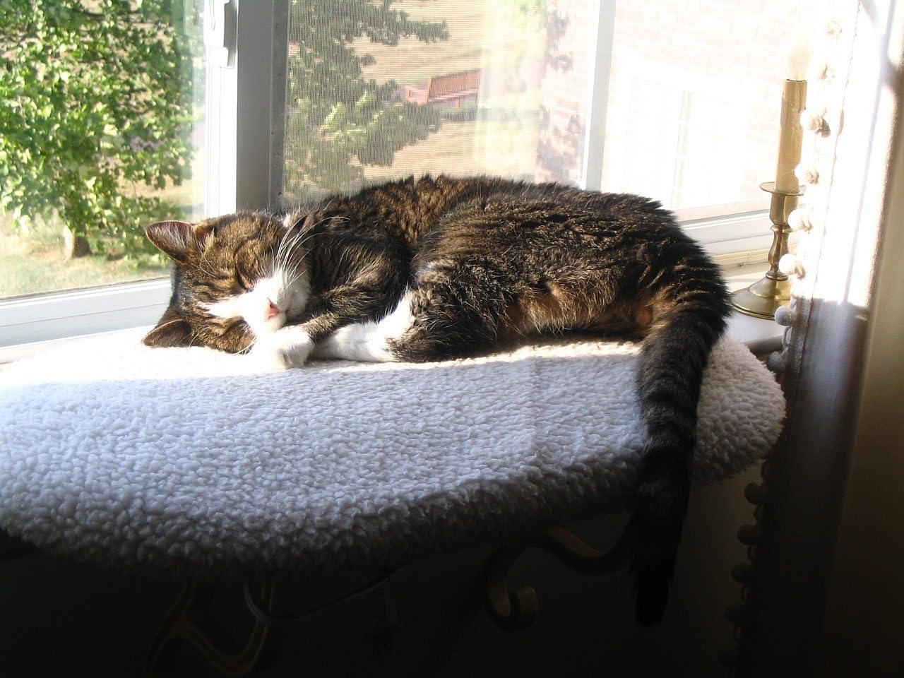 K&H Cat Window Perch, Unheated Kitty Sill, 24x14in, Fleece | Orthopedic Cat Window Hammock Bed Holds 40LBS, Washable Cover, Kitty Windowsill Bed Seat for Indoors, Cream Fleece customer photo 2