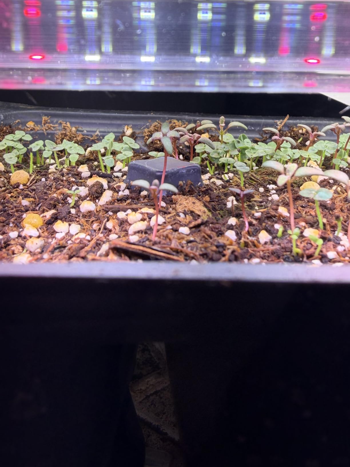 HOME GROWN 15 Herb Seed Variety Kit, 4,300+ Seeds, Culinary Herb Kit | High Germination, Heirloom, Non-GMO | Indoor/Outdoor & Hydroponic | Culinary Herbs | Gardening Gift customer photo 2