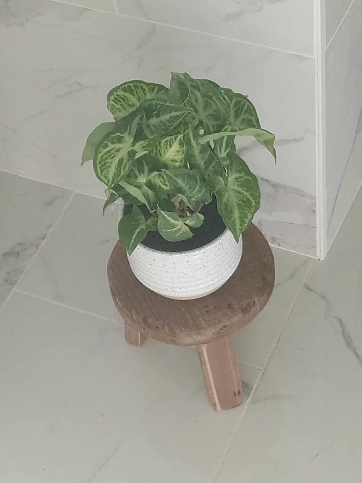 Costa Farms Live Indoor House Plants, Live Indoor Plant, Easy Care | Hand-selected assorted mix, varieties may vary. Great indoor houseplant. Ideal housewarming or birthday gift. 3-pack. customer photo 1