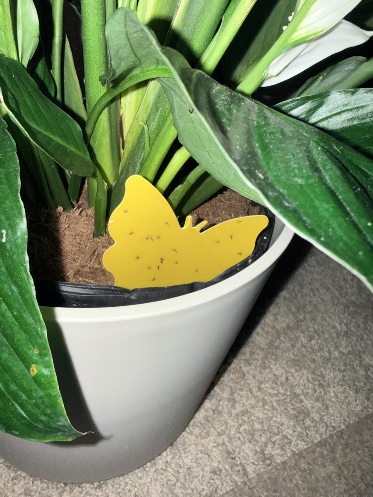 Costa Farms Live Indoor House Plants, Live Indoor Plant, Easy Care | Hand-selected assorted mix, varieties may vary. Great indoor houseplant. Ideal housewarming or birthday gift. 3-pack. customer photo 2