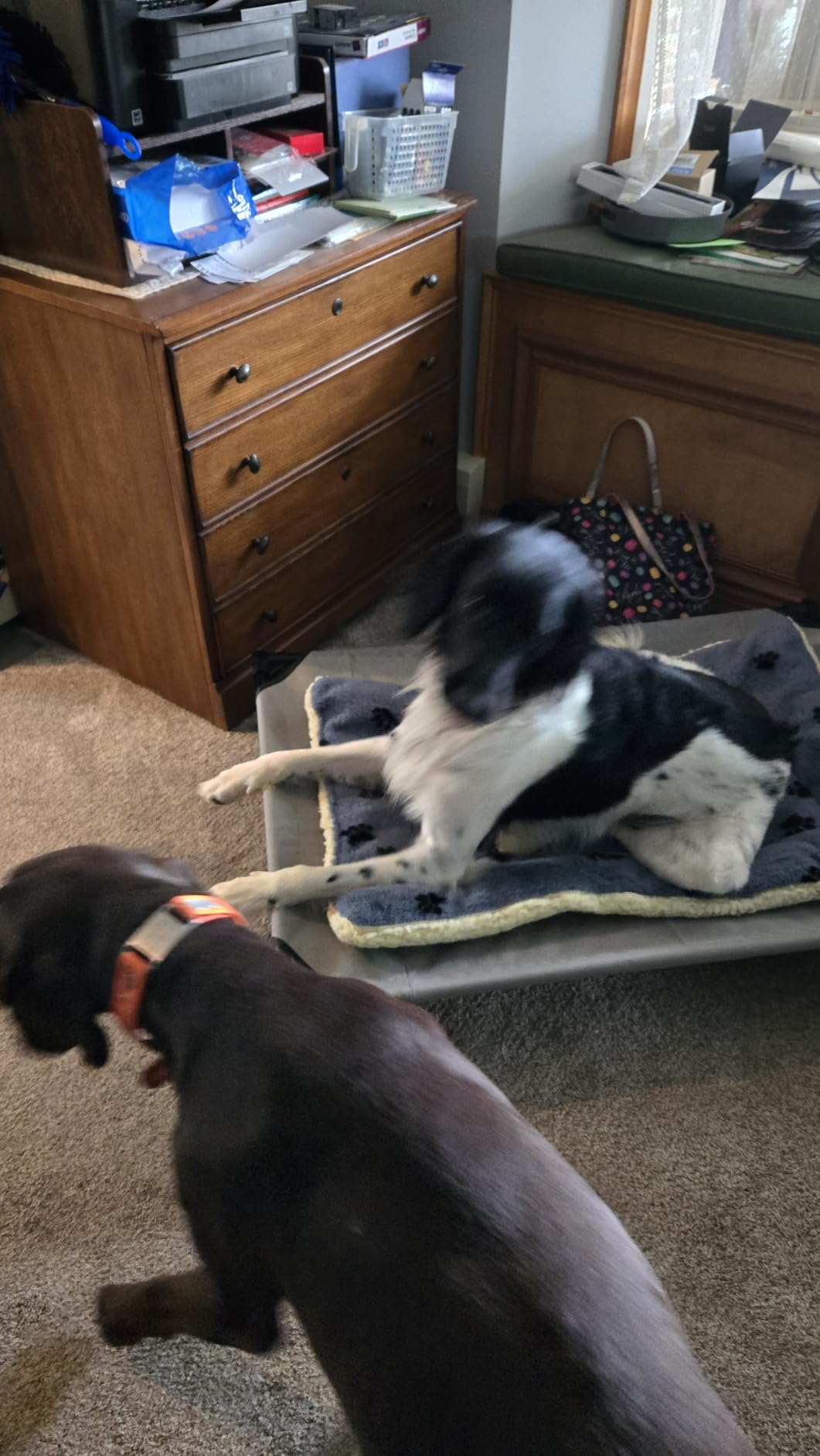 K&H Outdoor Elevated Dog Bed for Medium & Large Pets, Gray, Large 42x30in customer photo 1