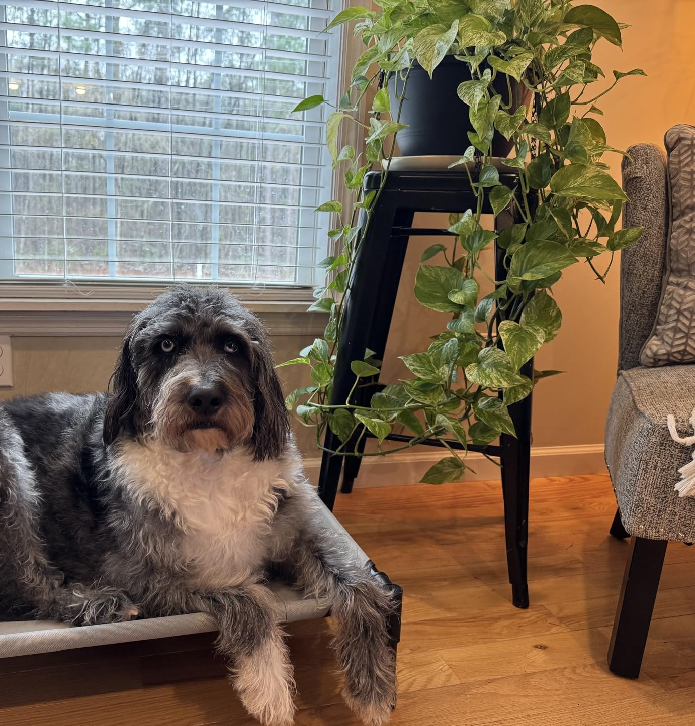 K&H Outdoor Elevated Dog Bed for Medium & Large Pets, Gray, Large 42x30in customer photo 2