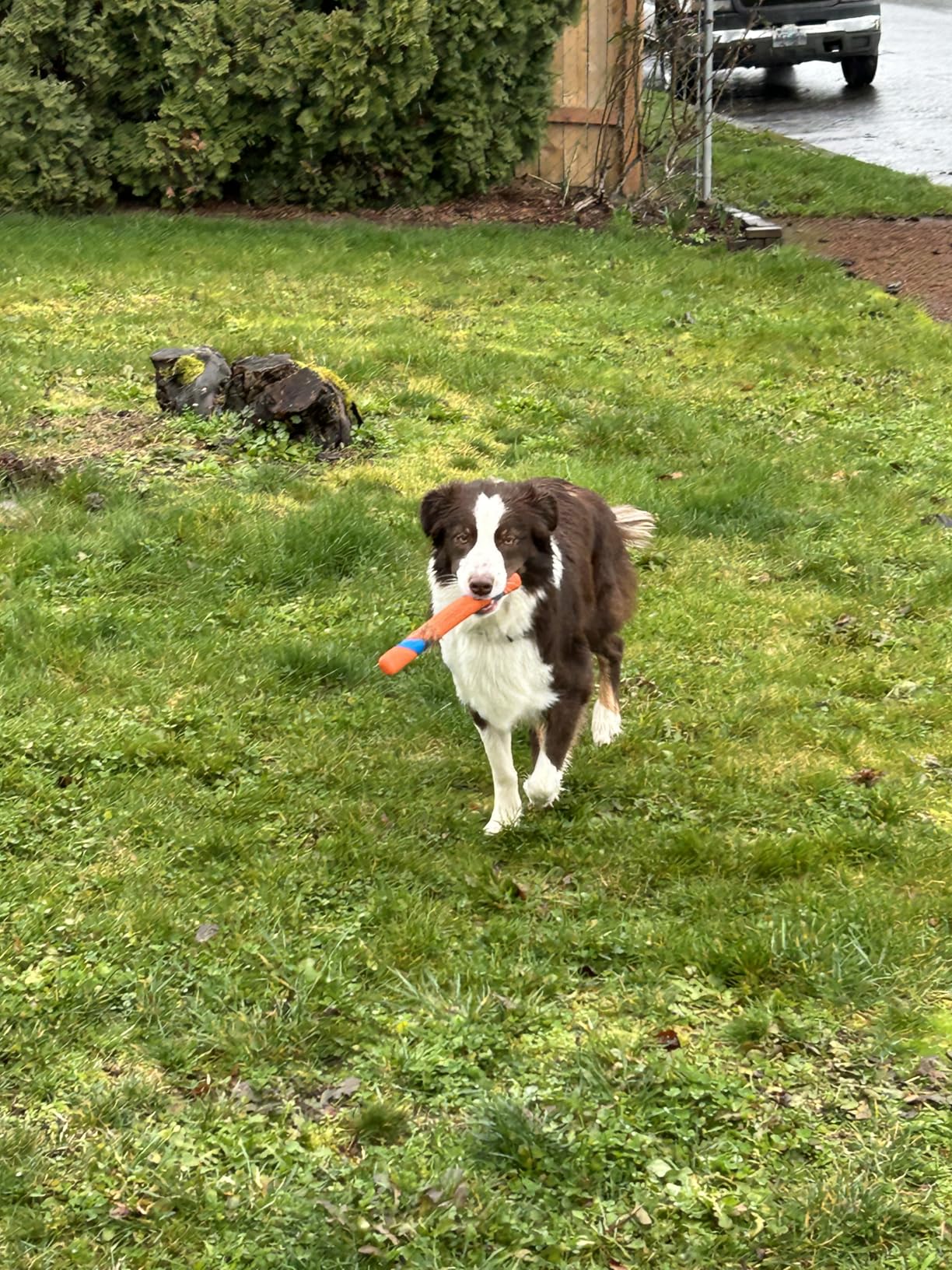 Chuckit! Ultra Fetch Stick Interactive Dog Toy, 12in, All Breeds | Crafted from the Same Durable Rubber as the Ultra Ball, This Fetch Stick Offers Bright Visibility for Outdoor Fetch Games customer photo 2