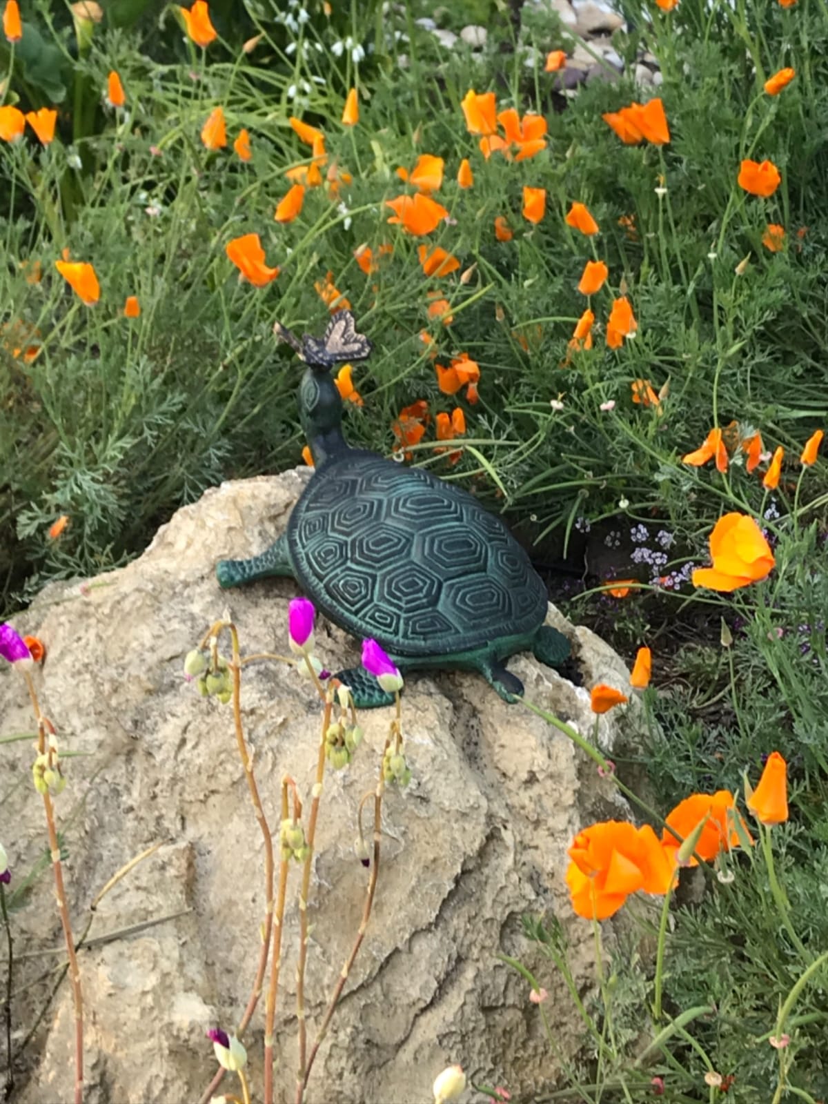 Evergreen Garden 14