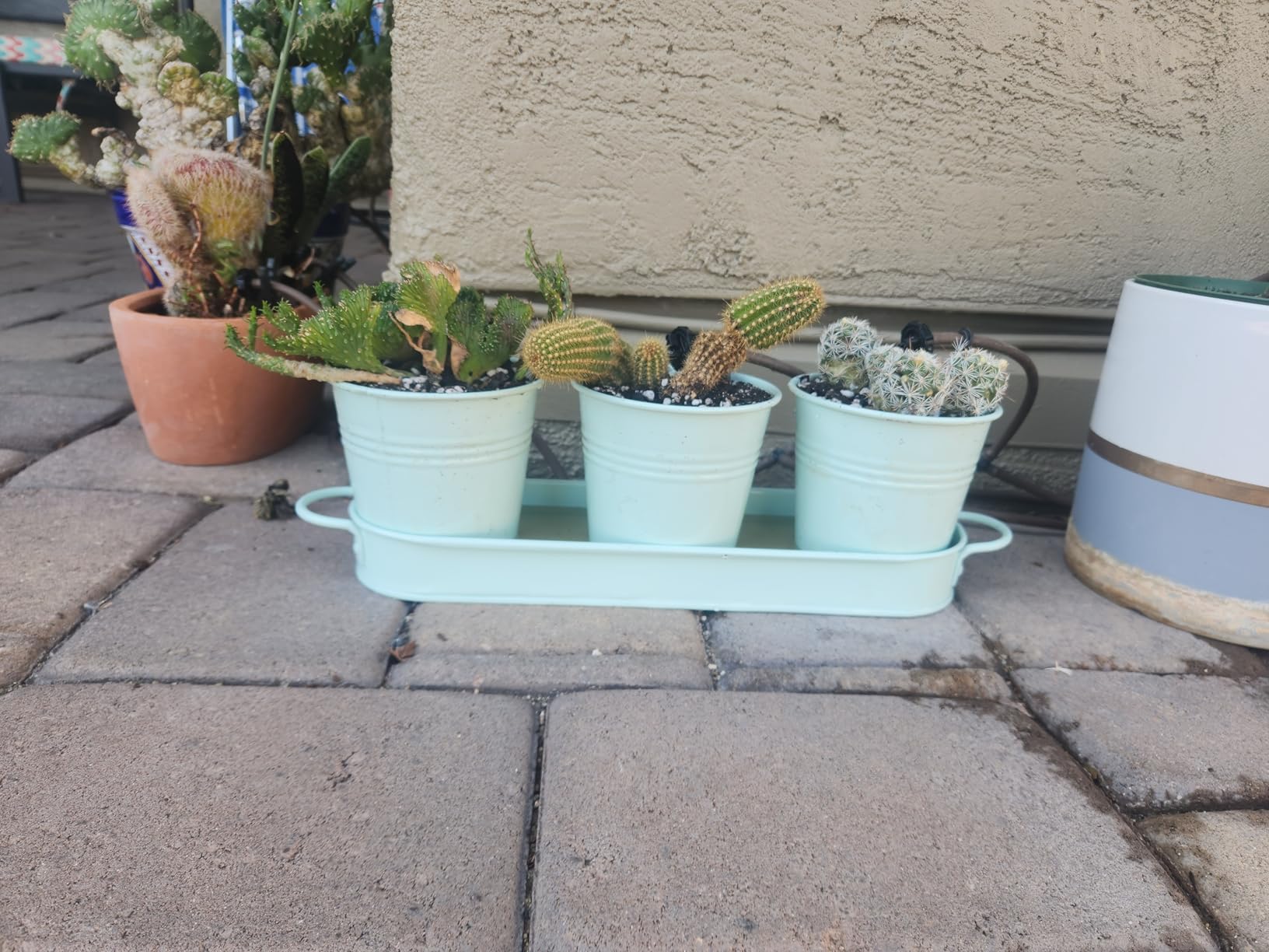Barnyard Designs Indoor Herb Garden Planter Pots Set/3 (Soft Mint) | Metal Windowsill Containers with Drainage Trays for Growing Live Basil, Mint, or Cilantro; Kitchen Window Decor customer photo 2