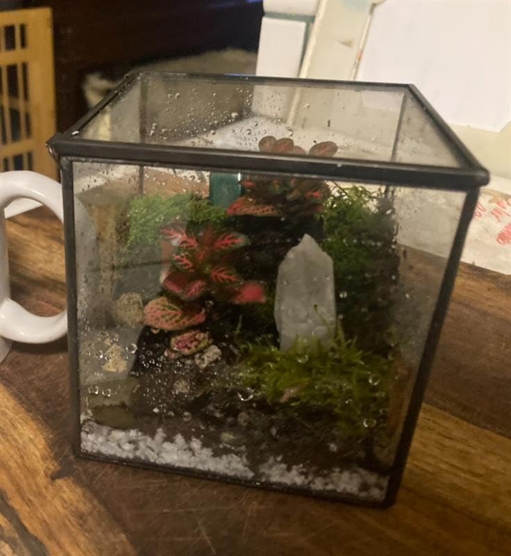 Small Glass Terrarium with Lid, Rectangle Geometric Planter Box, Clear Glass Container for Succulents, Moss, Air Plants, Ferns, Cactus, Tabletop Plant Display Decor, 6.7 x 3.9 x 4.7 in customer photo 2