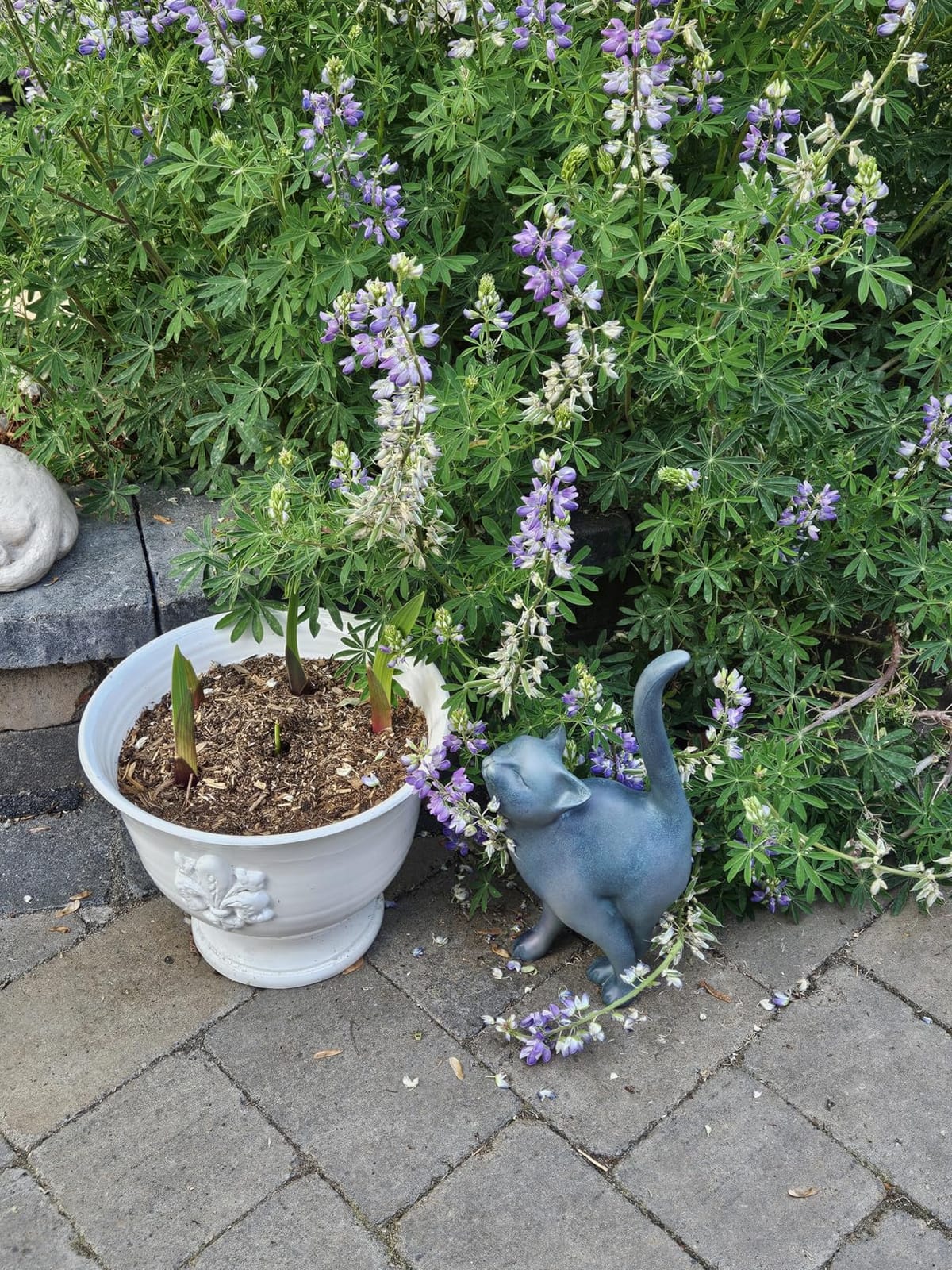 Newman House Studio Garden-Statues Cat-Figurines Home Garden Decor - Farmhouse Backyard Polyresin Kitten 7.6L x 4W x 14.5H inch customer photo 2
