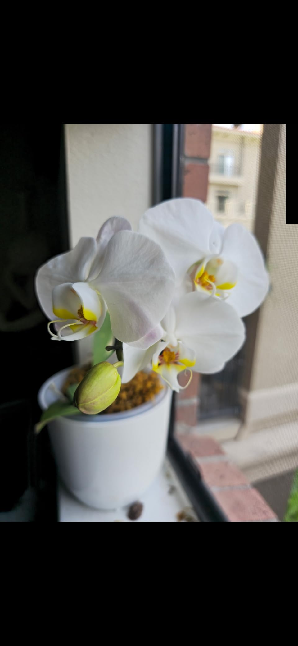 Organic Ready to Spray Orchid Food Mist - Bloom Booster Fertilizer for Orchids in Pots - Plant Nutrients for Healthy Flower & Reblooms (8 oz) customer photo 1