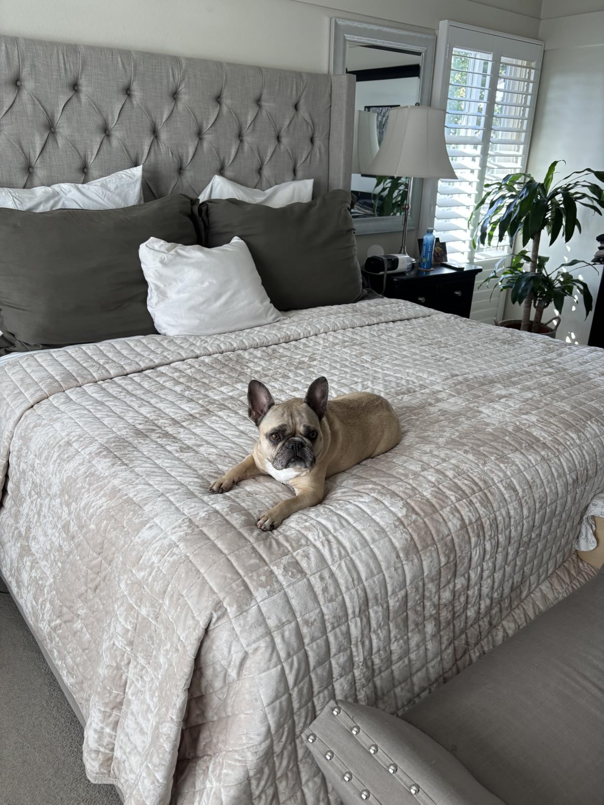 RECYCO Channel Box Stitch Velvet Quilt Set, King Size, Cream White | Ultra Soft Lightweight Velvet Comforter, Luxury Oversized Bedspread Coverlet, Quilted Bedding Set for All Season with 2 Shams customer photo 1
