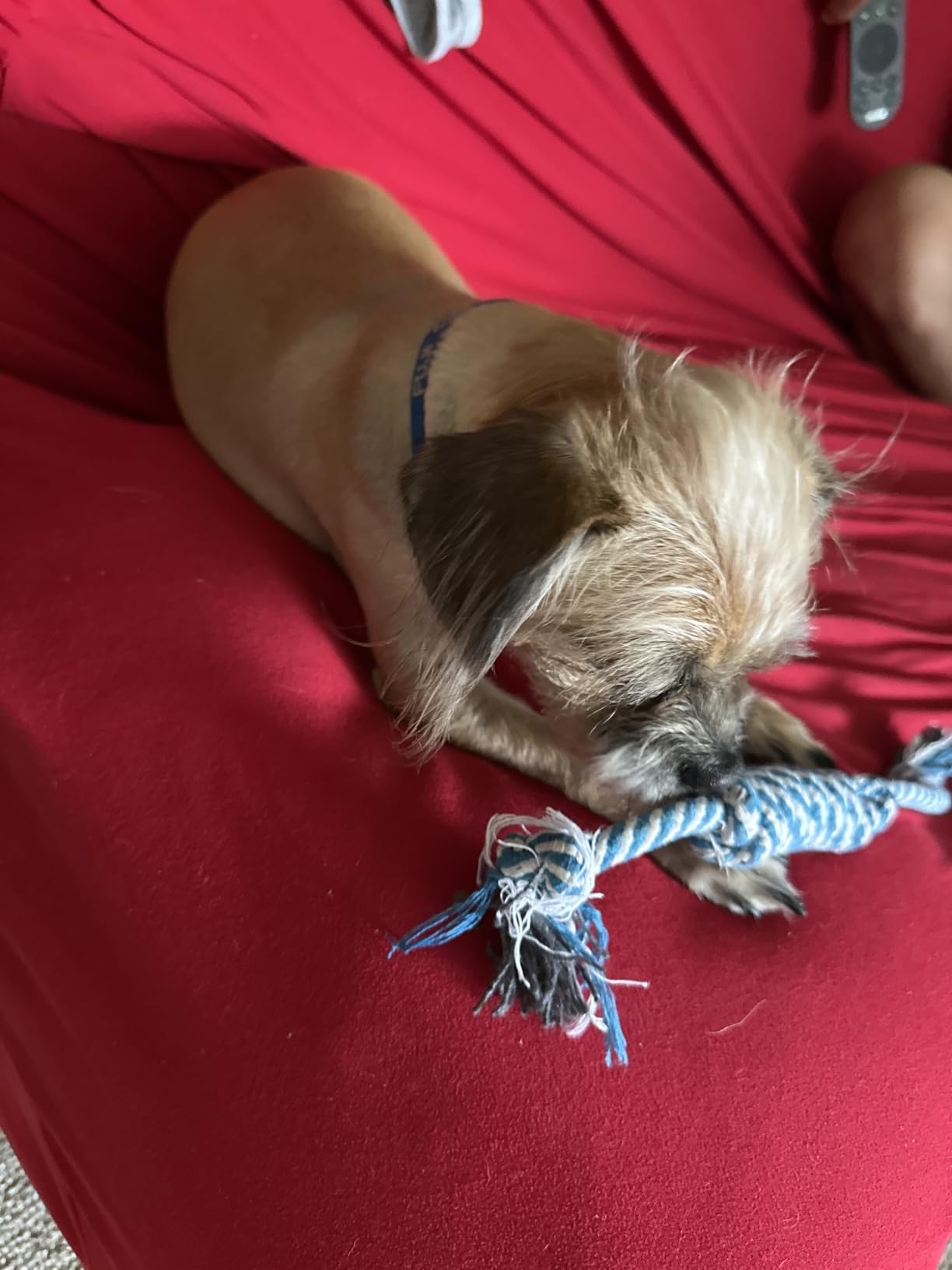 Zeaxuie 9 Pack Luxury Puppy Toys for Teething Small Dogs, Puppy Chew Toys with Cute Squeaky Dog Toys, Ball and More Rope Dog Chew Toys customer photo 1