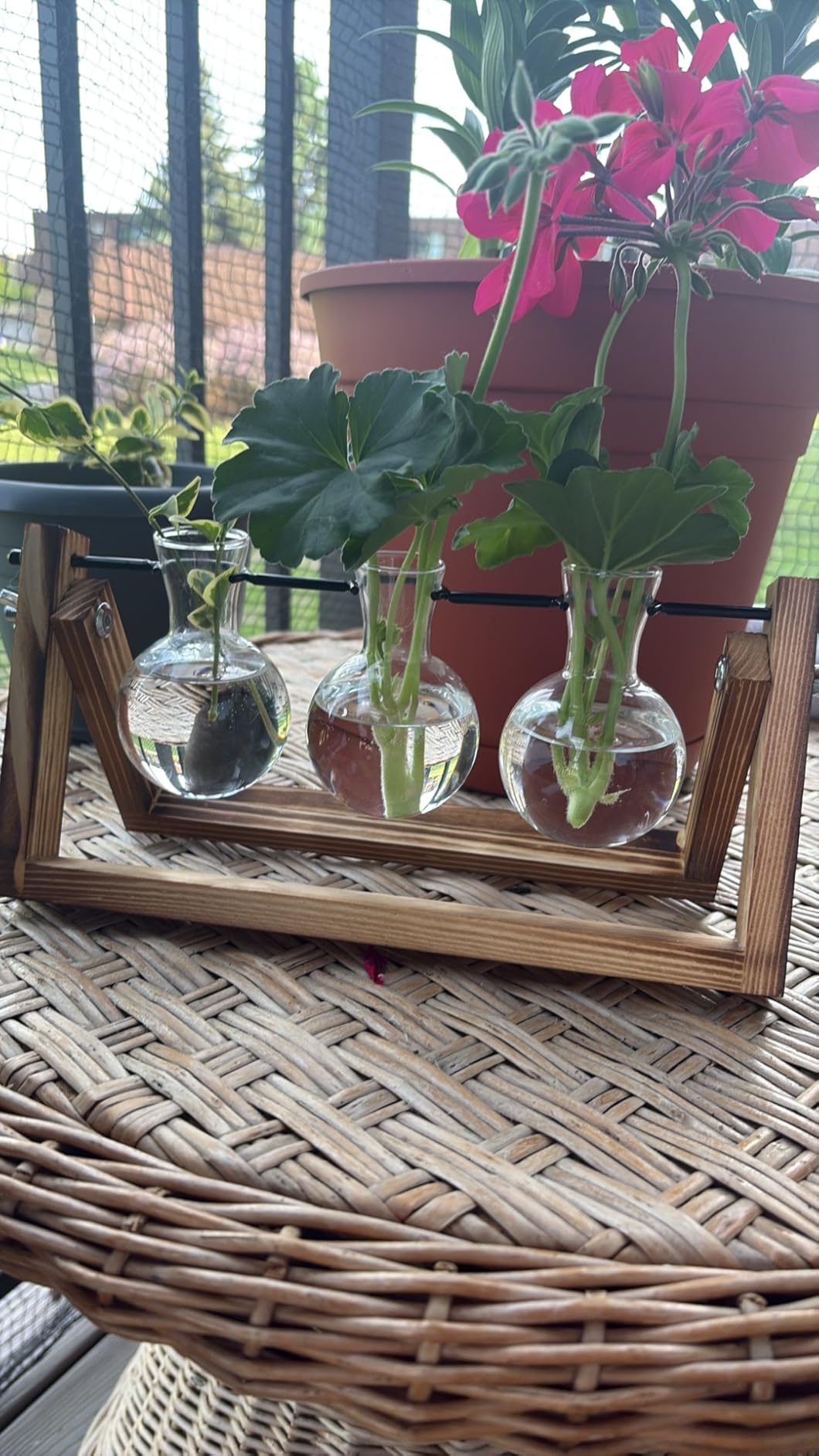 Renmxj Plant Propagation Station, Plant Terrarium with Wooden Stand | Unique Gardening Birthday Gifts for Women Plants Lovers, Home Office Garden Decor Planter - 3 Bulb Glass Vases customer photo 2