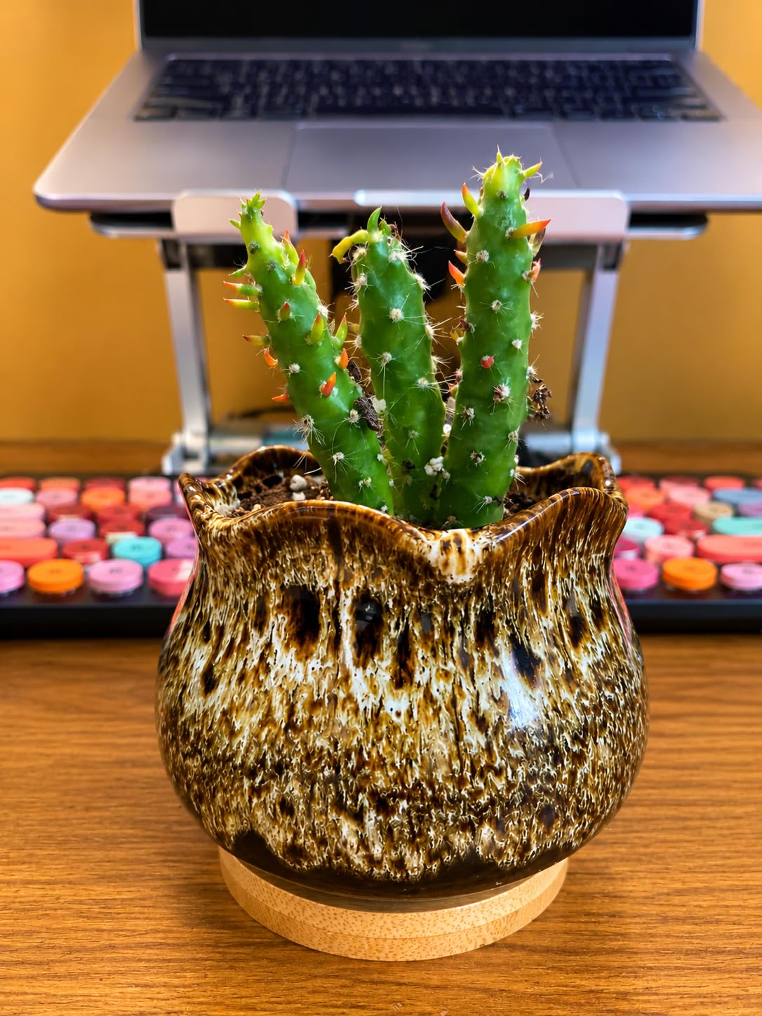 Cute Ceramic Succulent Garden Pots, Planter with Drainage and Attached Saucer, Set of 5 - Plants Not Included (Round) customer photo 2