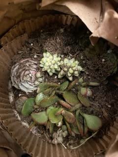 Succulents Plants Live in Garden Succulent Planters, Live Succulent Plants Live Plants in Taupe Planter Pot, Live Succulents Unique Gardening Gifts for Plant Lovers, Succulent Gifts by Plants for Pets customer photo 1