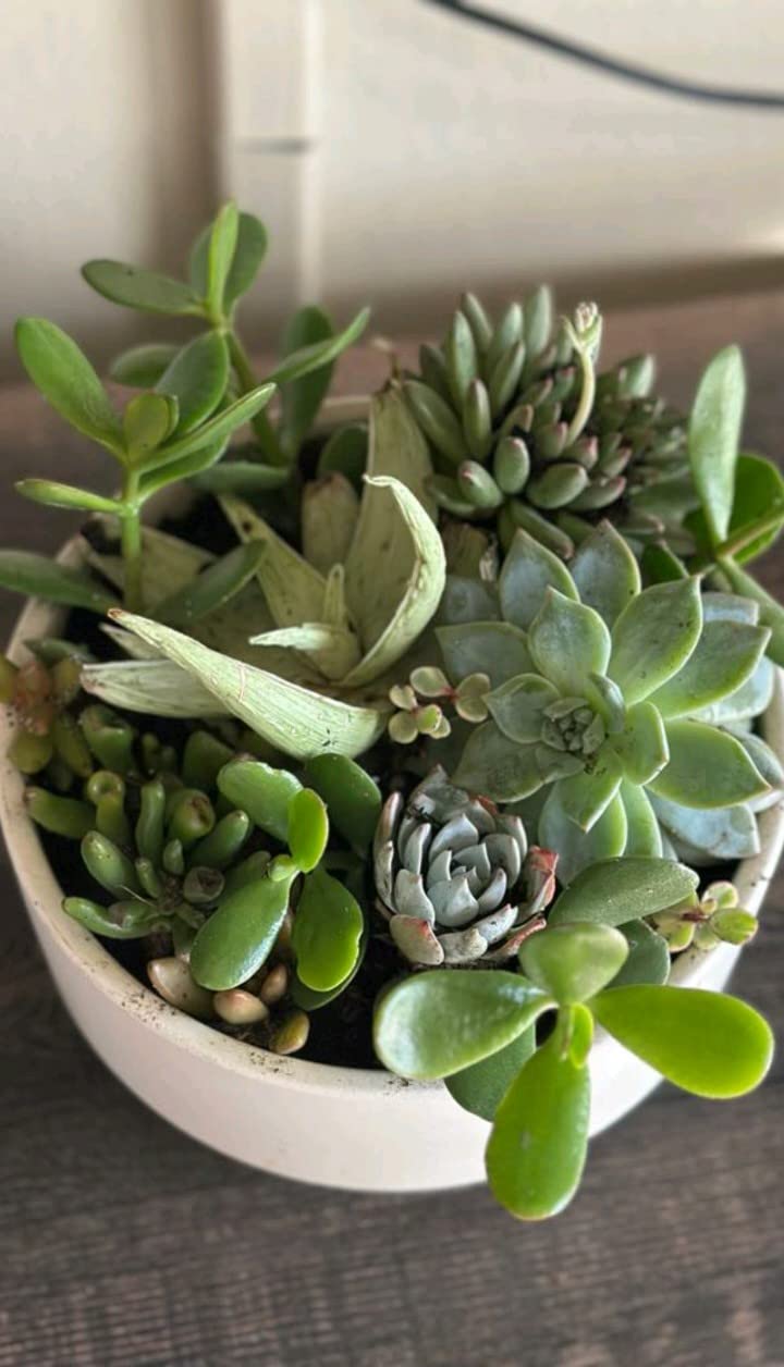 Succulents Plants Live in Garden Succulent Planters, Live Succulent Plants Live Plants in Taupe Planter Pot, Live Succulents Unique Gardening Gifts for Plant Lovers, Succulent Gifts by Plants for Pets customer photo 2
