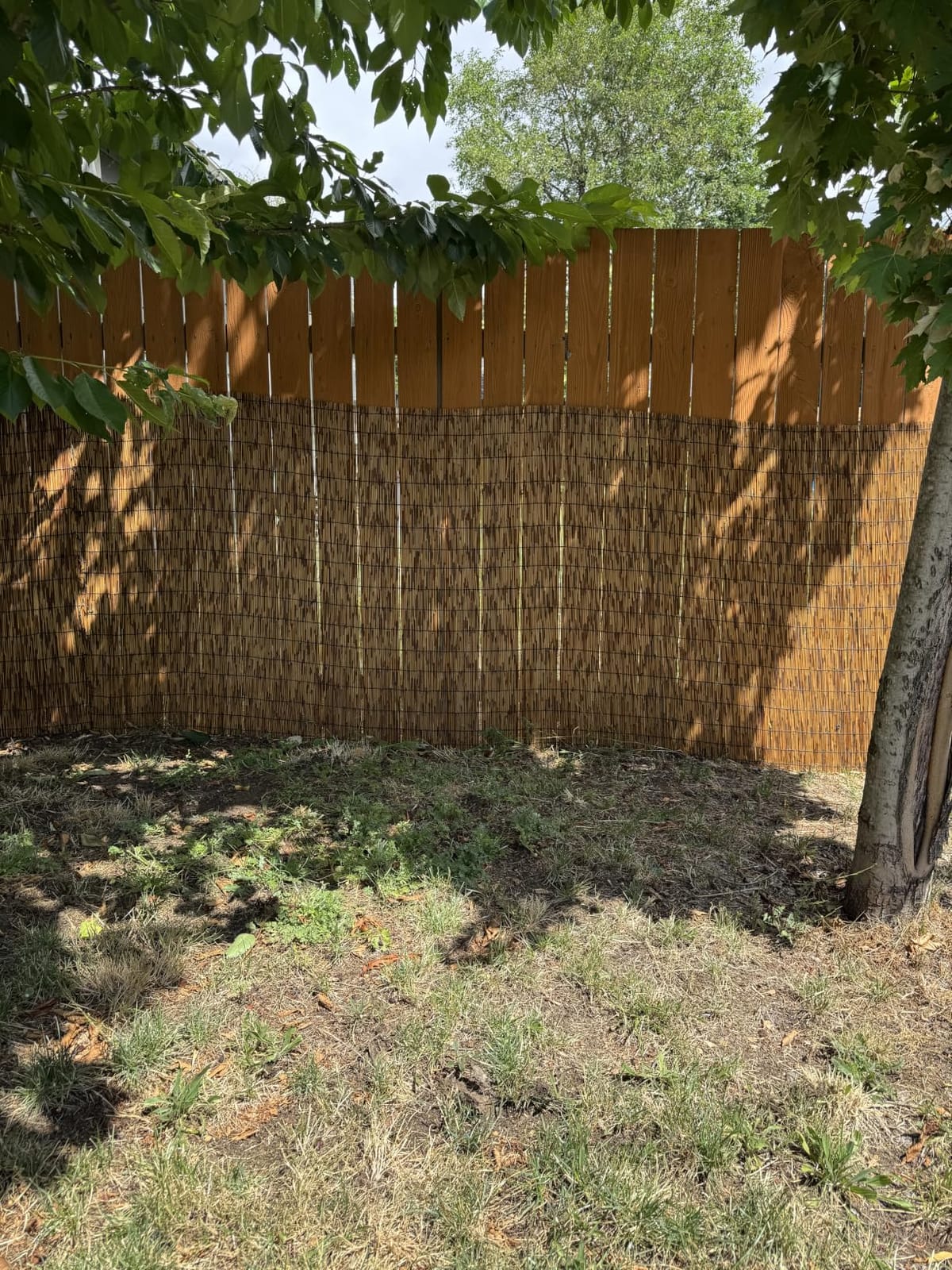 ZNCMRR Reed Fencing Rolls 4ft High Roll Reed Screen for Balcony Patio Garden Backyard 4FT X 16.4FT Privacy Fence (Brown) customer photo 1