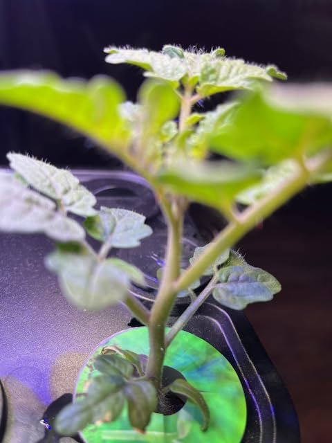 Ahopegarden Indoor Garden Hydroponics Growing System: 10 Pods Kit with LED | Plant Germination Kit Herb Vegetable Growth Lamp Countertop, Hydroponic Planter Grower Harvest Lettuce for Healthy Home Cooks customer photo 2