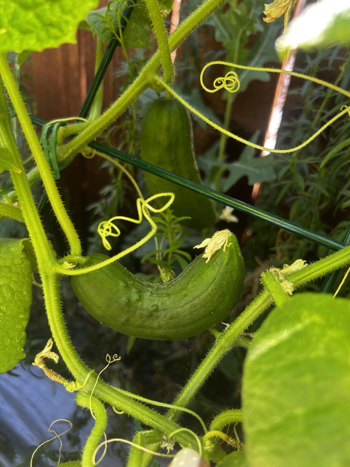 Foldable Cucumber Trellis 48
