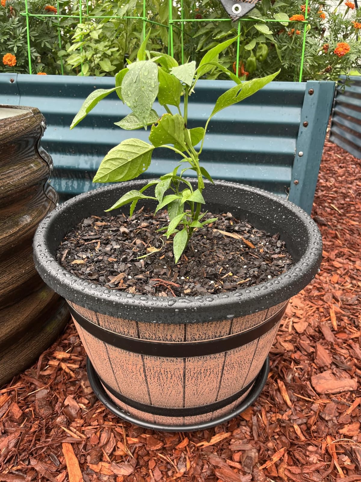 Quarut Plant Pots Set of 4 Pack 12 inch, Large Whiskey Barrel Planters with Drainage Holes & Saucer, Plastic Flower Pots Imitation Wine Barrel Design customer photo 2