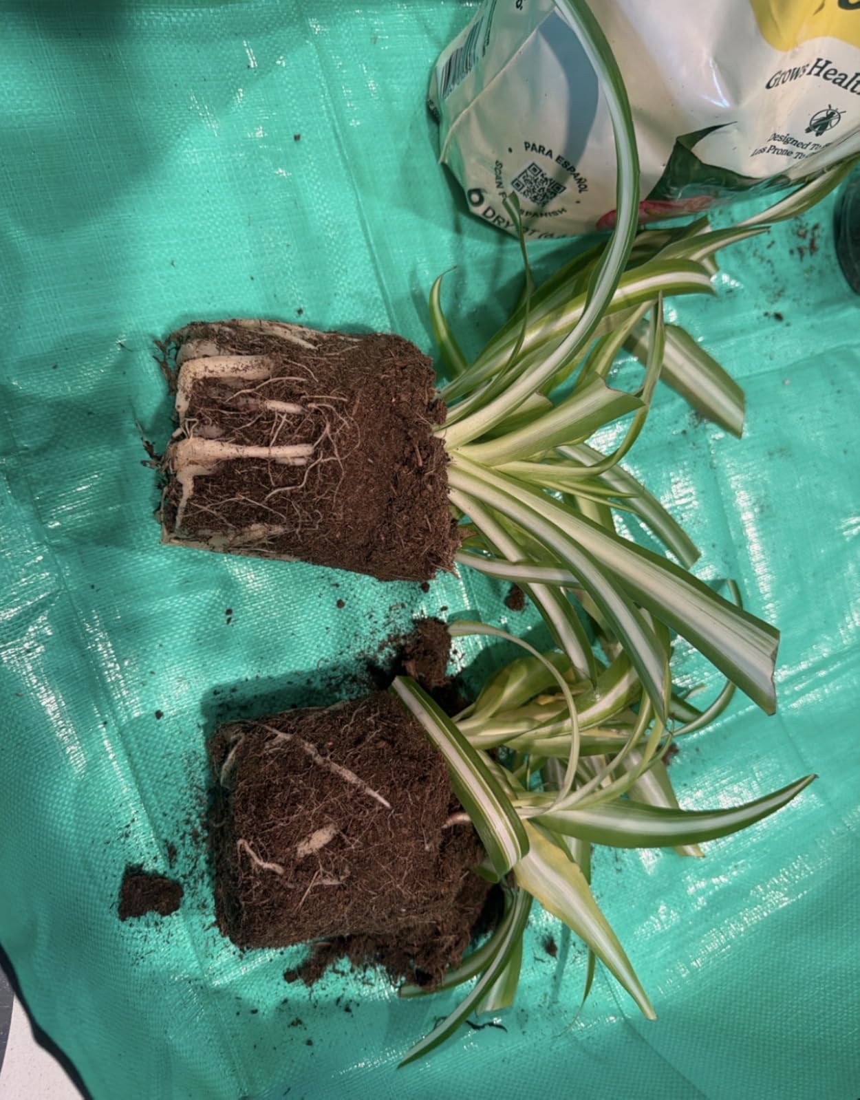 Repotting Mat for Indoor Plant Transplanting Control Mess, 26.8