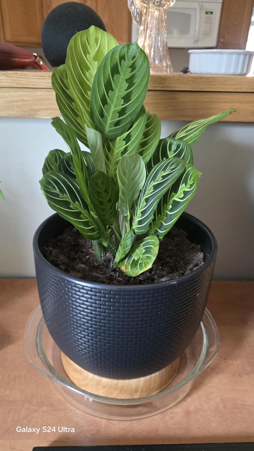 Live Plant, Lemon Lime Maranta Prayer Plant, Pet Friendly, Air Purifying Plant, Easy Care, Easy to Grow Live Indoor Plant, Houseplant, Rare Indoor Plant, Home Décor 4 inch White Pot customer photo 1
