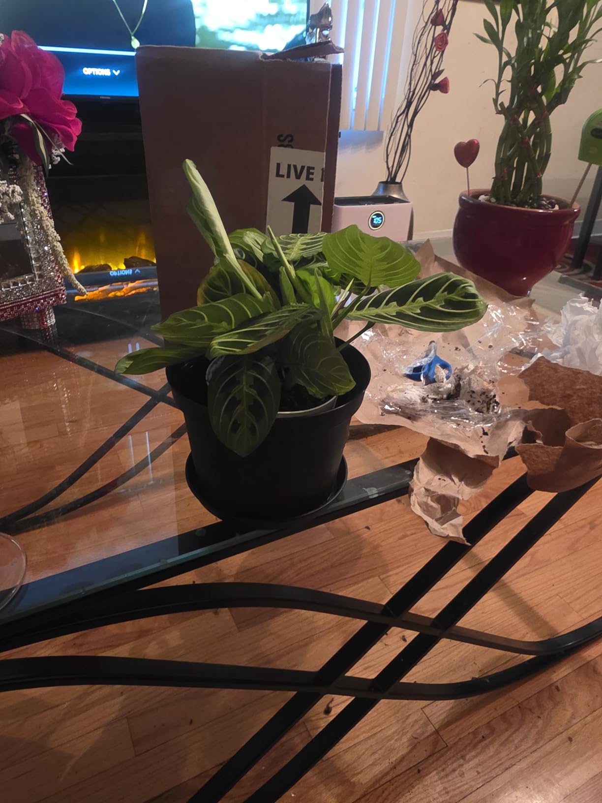 Live Plant, Lemon Lime Maranta Prayer Plant, Pet Friendly, Air Purifying Plant, Easy Care, Easy to Grow Live Indoor Plant, Houseplant, Rare Indoor Plant, Home Décor 4 inch White Pot customer photo 2