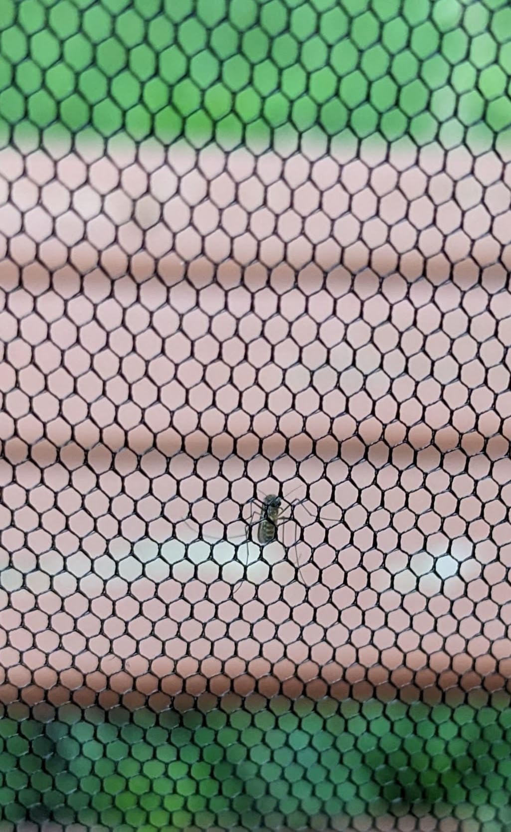 39 x 10 Ft Mosquito Netting for Garden Patio, Breathable Mesh Net for Bird and Insect Protection, Plant Cover for Vegetables, Fruits and Flowers, 3x12m Black customer photo 1
