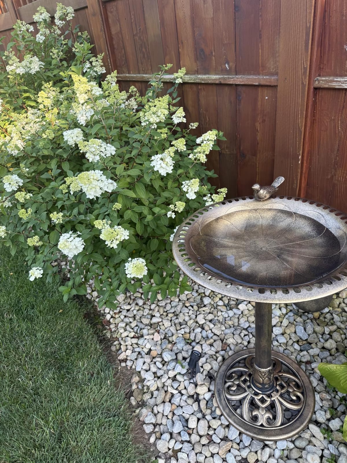 BACKYARD EXPRESSIONS PATIO · HOME · GARDEN 912449-WB Outdoor Garden Bird Bath- Bronze- Weather Resistant Polyresin-30 Inch-Backyard Expressions customer photo 1