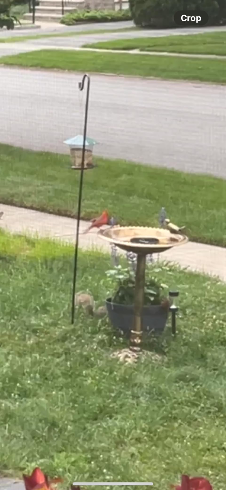 BACKYARD EXPRESSIONS PATIO · HOME · GARDEN 912449-WB Outdoor Garden Bird Bath- Bronze- Weather Resistant Polyresin-30 Inch-Backyard Expressions customer photo 2