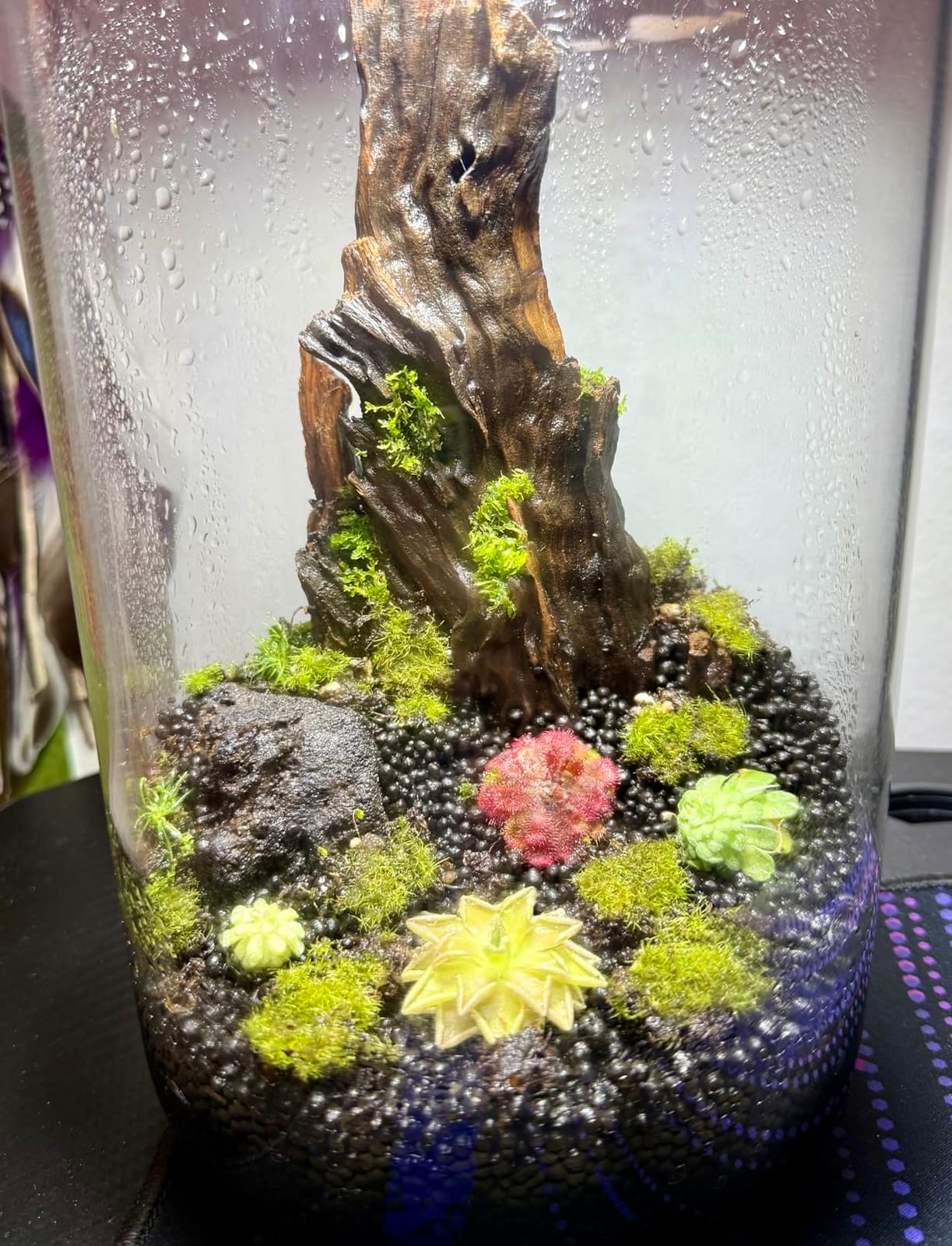 Desktop Glass Plant Terrarium with Grow Light (H:9.8