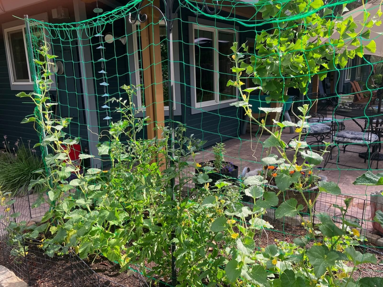 Trellis Netting for Climbing Plants, Cucumber/Tomato Garden Trellis Netting | Heavy Duty Garden Netting for Trellis for Climbing Plants Outdoor, Thickened Plant Grow Net for Vine, Fruits, Vegetables, Bean customer photo 2