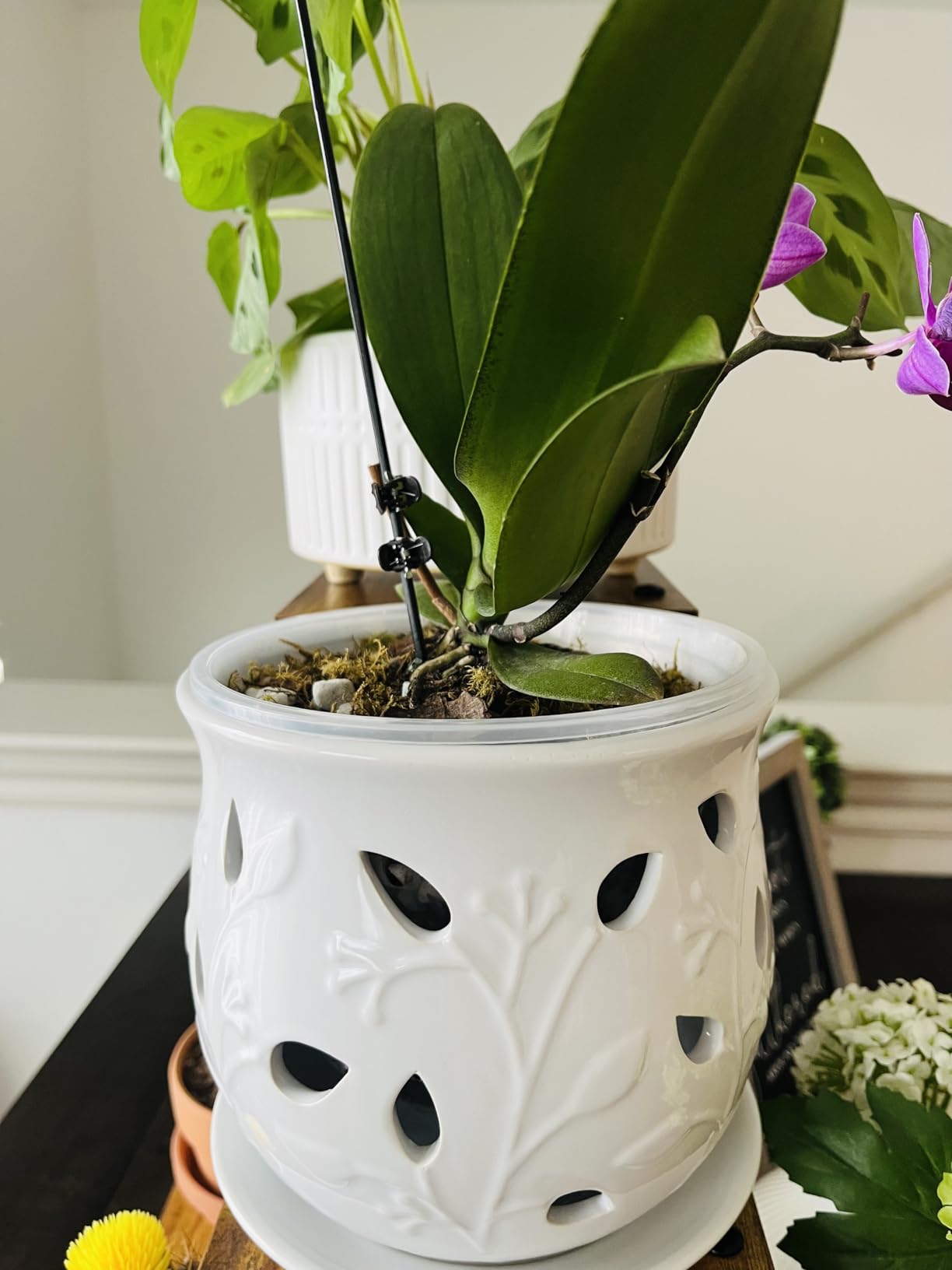 LE TAUCI Ceramic Orchid Pot, 6.5 Inch Orchid Planter with Holes for Repotting, Indoor Flower Plant Pot with Drainage and Saucer, Arctic White customer photo 1