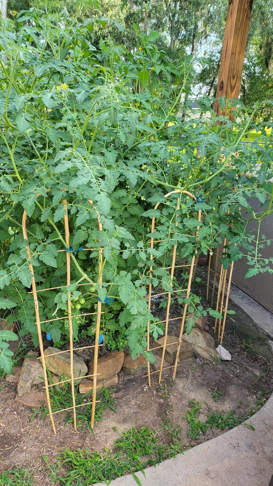 5 Pack 4 Feet U-Shape Bamboo Trellis, Natural Bamboo Trellis for Climbing Plants, Vegetables, Cucumber, Tomato, Outdoor and Indoor Potted Plants customer photo 1