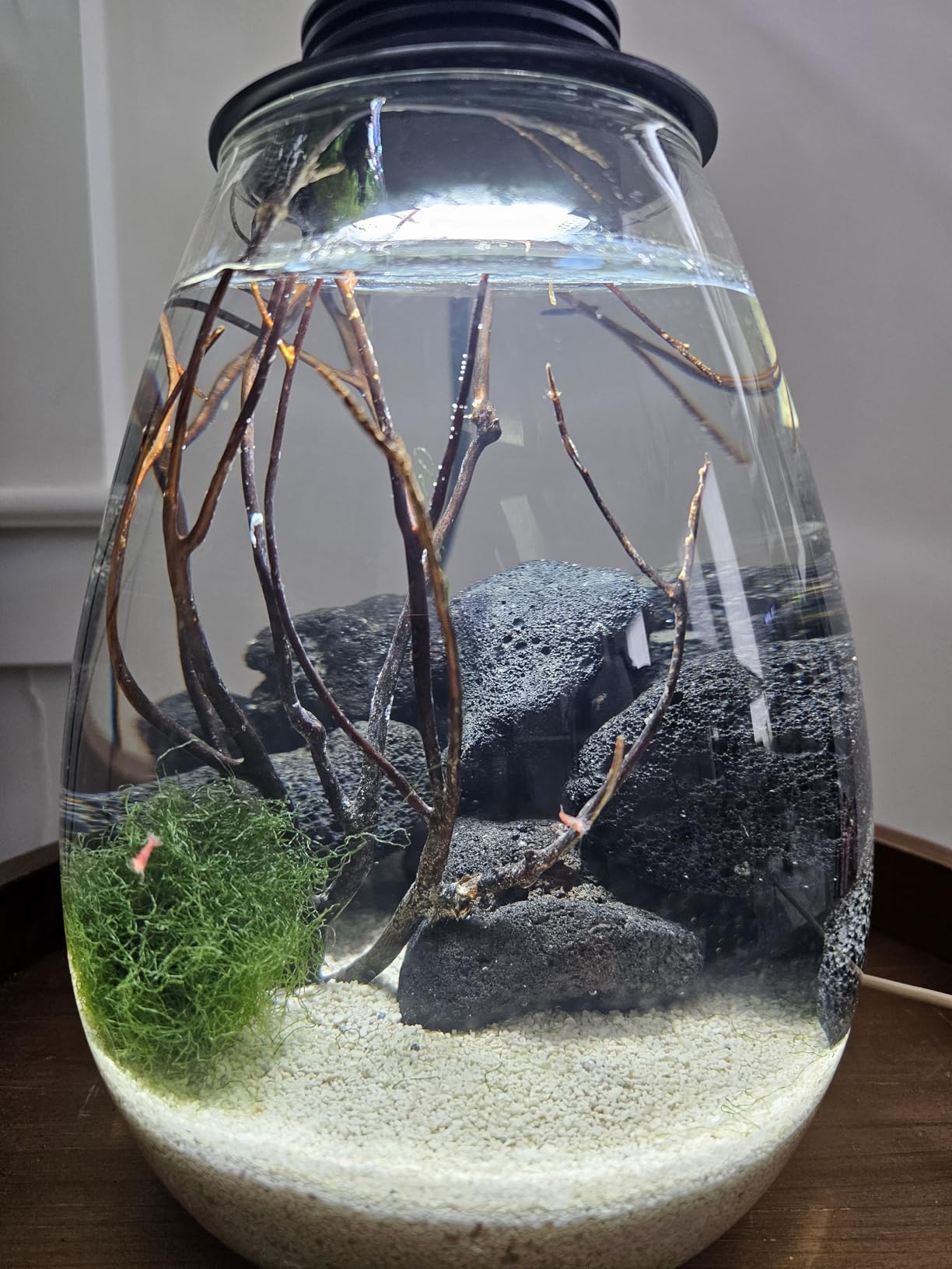 Desktop Glass Plant Terrarium with Grow Light for Carnivorous Plants & Moss | H 7.8 x D 6.7 in; Timer Auto On/Off; For Succulents, Mini Plants and Betta Tanks; Indoor Decor for Home or Office; Gifts customer photo 1