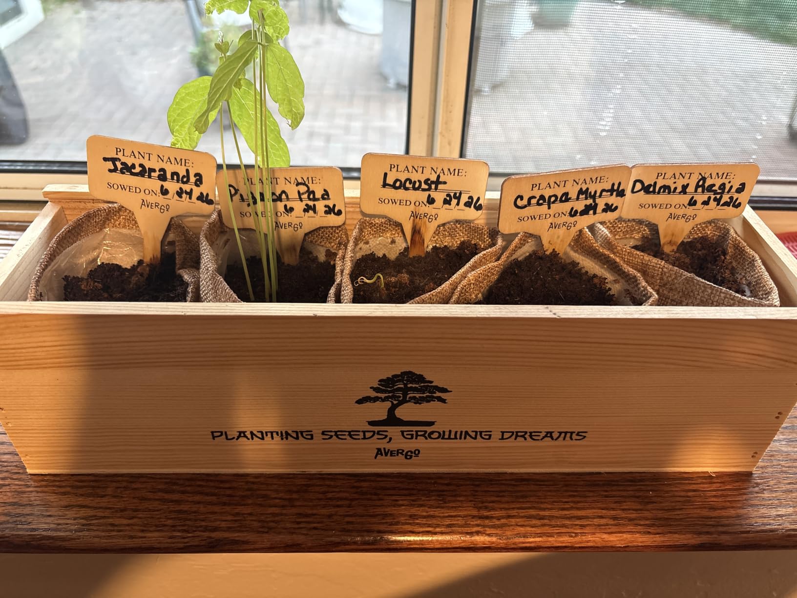 Bonsai Tree Kit Deluxe - Growing 5 Unique Japanese Bonzai Trees | Complete Indoor Bonsai Starter Kits for Growing Trees - Plant Lovers Gifts for Women & Men customer photo 1