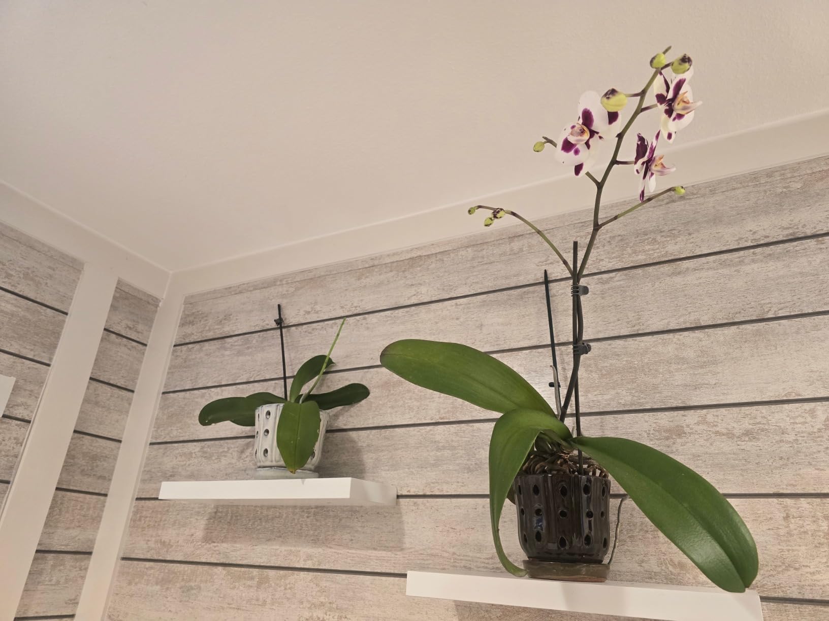 Ceramic Orchid Pots with Holes 5'' Orchid Planter Set of 2 | Orchid Pots for Repotting with Attached Saucer, Glazed Ceramic Orchids Pots for Indoor & Outdoor customer photo 1