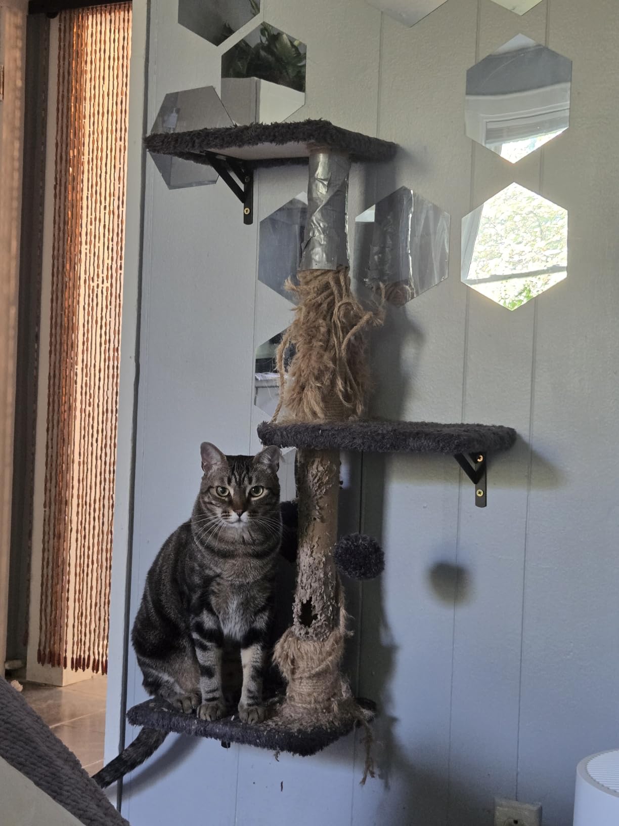 FUKUMARU Cat Wall Shelves, 4 in 1 Set, Grey | Stable & Safe Cat Walls Furniture, Wooden Kitten Climbing Wall with Scratching Post for 16 Inch Drywall customer photo 1