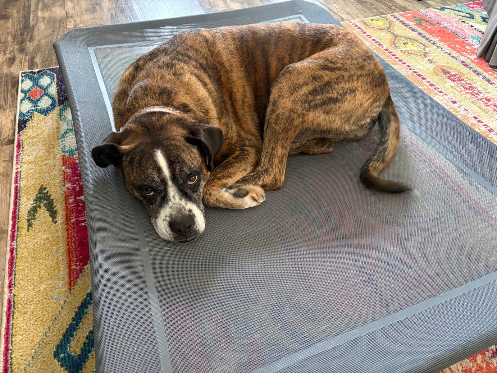 Czpalo Outdoor Elevated Dog Bed for Large Sized Dogs customer photo 1