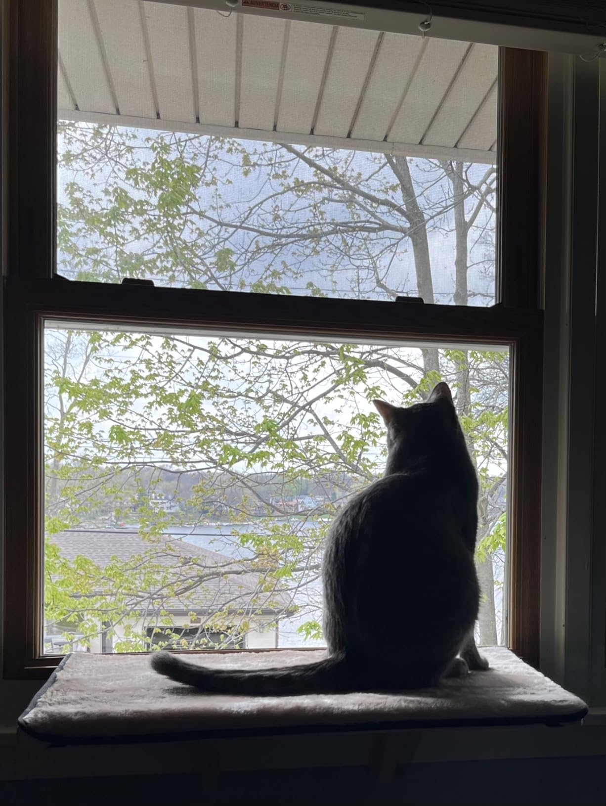 PETSFIT Cat Window Perch for 2 Cats, Adjustable, Solid Wood, Removable Mat | Natural Wood Cat Hammock, Tool-Free Assembly, Fits Large Cats, Windowsill Bedside Drawer Use, Washable Cushion Included customer photo 1