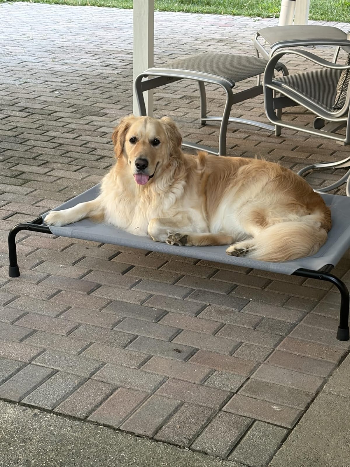 Simple Trending Raised Dog Bed for Large Dogs, Waterproof XL Dog Cot, Grey customer photo 2