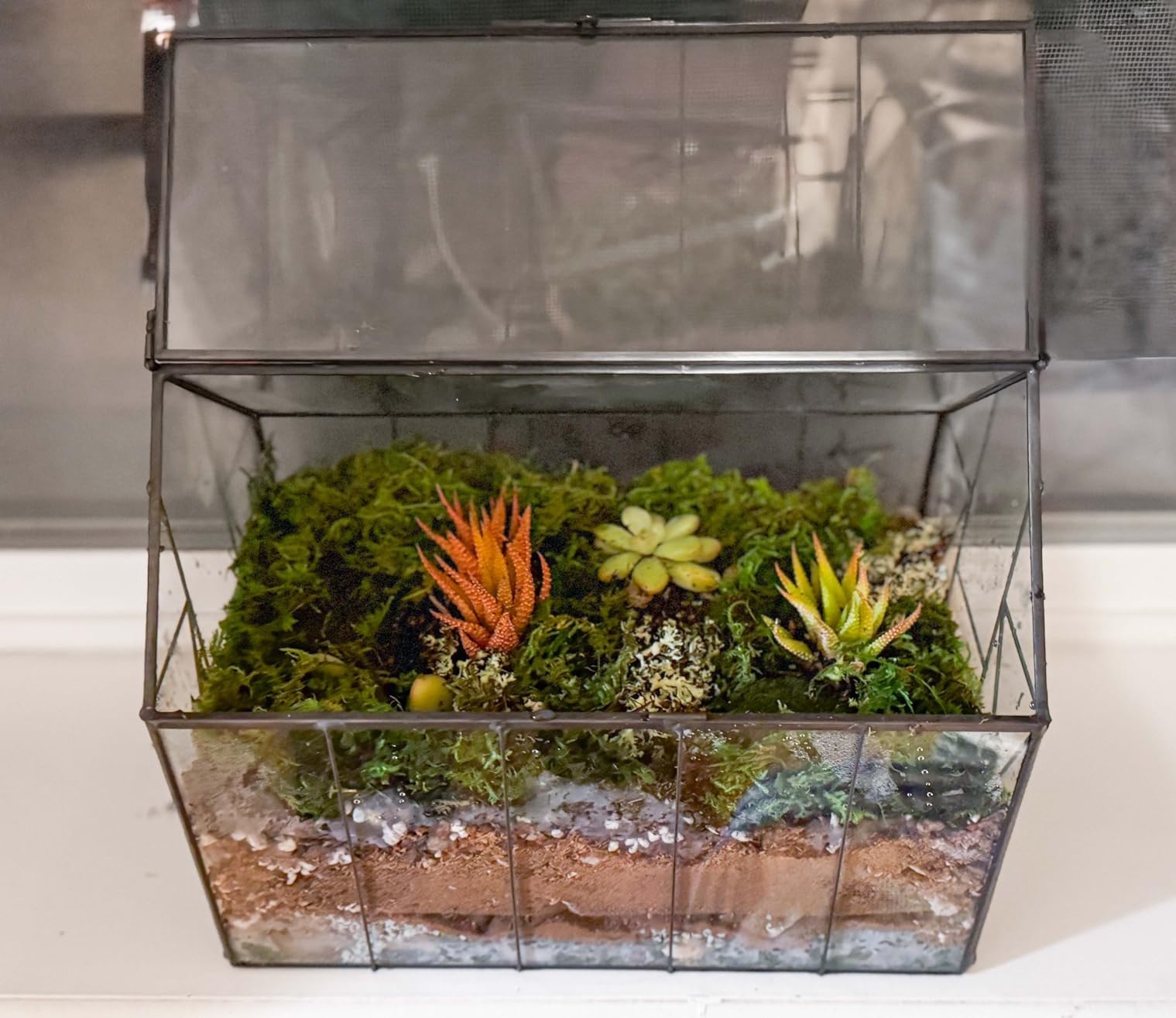 DUSPRO All-in-One DIY Terrarium Starter Kit, Terrarium Supplies | Potting Soil, Pumice, Zeolite, Green Moss, Sphagnum Moss, Decorative Stone, Mesh, Tools & Guide for Succulents & Air Plants customer photo 2