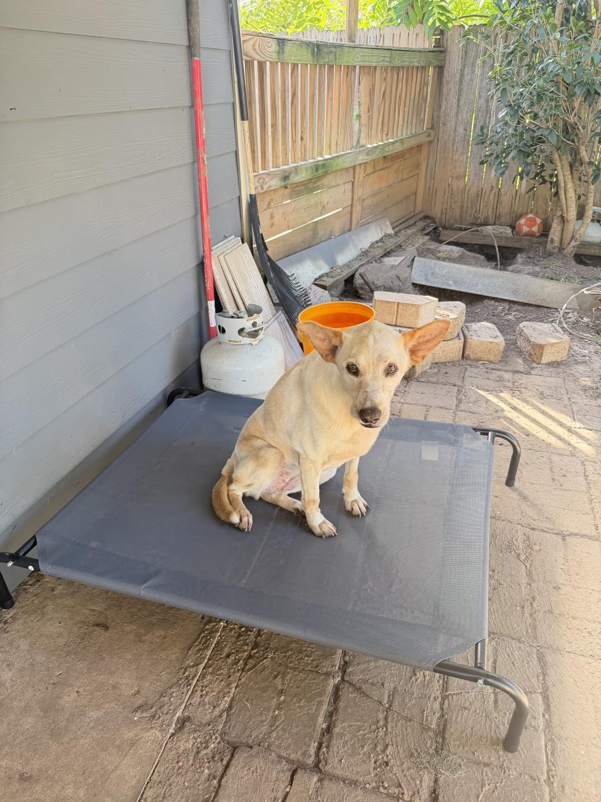 Love's cabin Elevated Cooling Dog Bed for Large Dogs customer photo 1