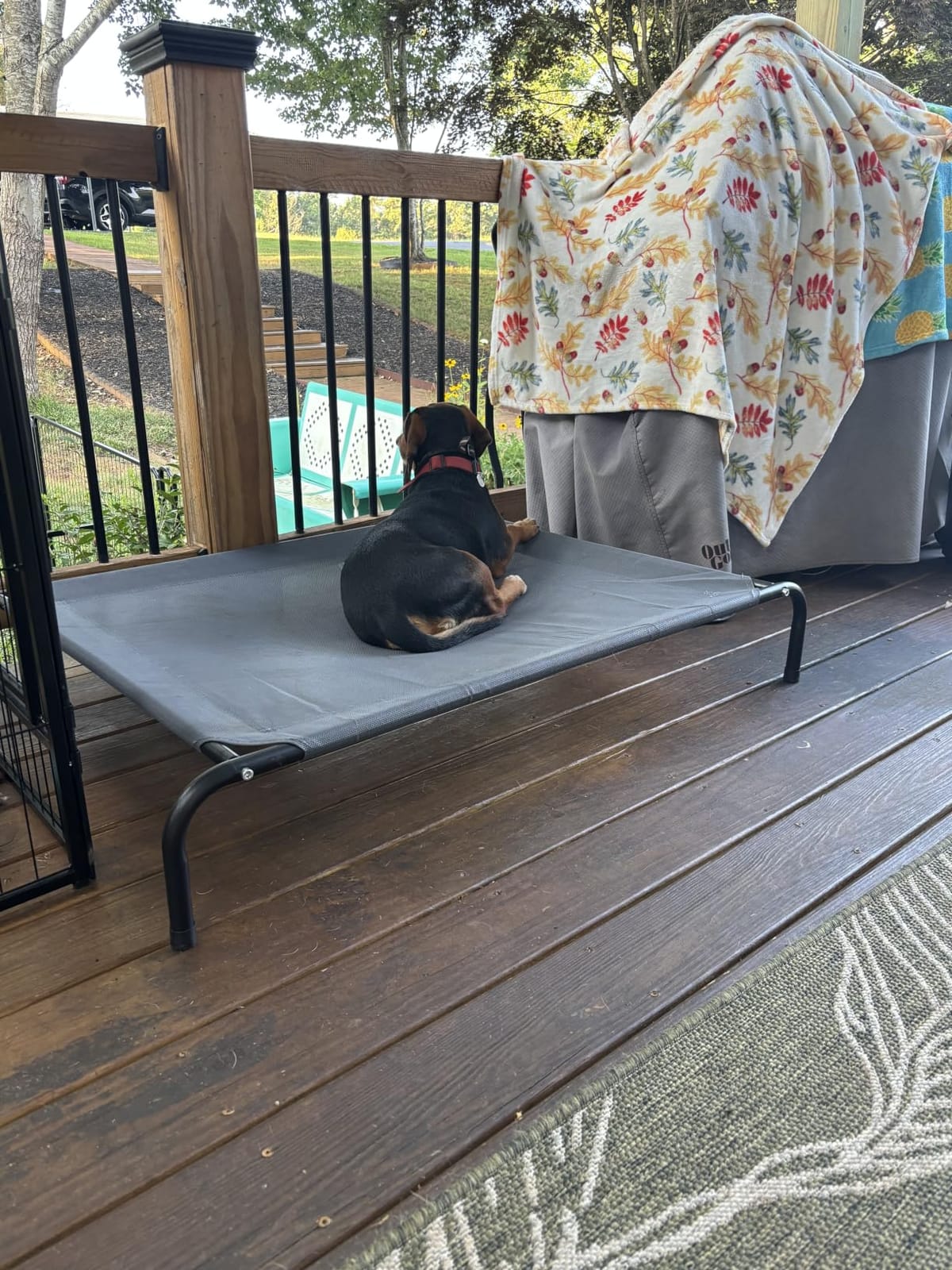Love's cabin Elevated Cooling Dog Bed for Large Dogs customer photo 2